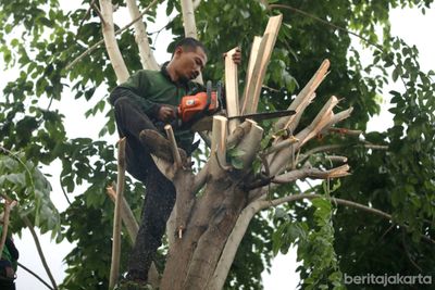 Antisipasi Musim Hujan, Ribuan Pohon Rawan di Jakpus Sudah Dipangkas