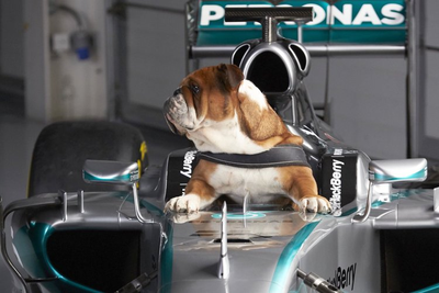 Anjing Kesayangannya Berpulang Usai Berjuang Melawan Pneumonia, Lewis Hamilton: Keputusan Tersulit dalam Hidupku