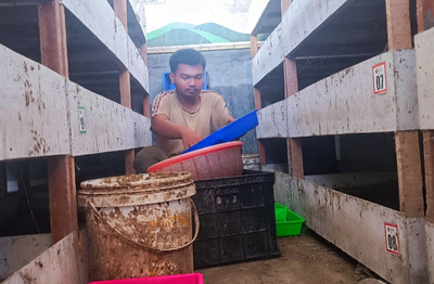 Cara Budidaya Maggot di Rumah Tanpa Bau, Cocok untuk Pemula
