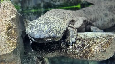 Salamander Raksasa China: Tantangan Baru dalam Konservasi Amfibi