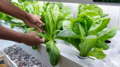 Urban Farming: Gaya Hidup Sehat di Tengah Perkotaan
