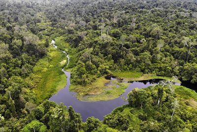 Alasan Pakar UGM Sebut Restorasi Hutan dan Tambang Perlu Libatkan Spesies Asli dan Penanaman Pengayaan