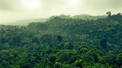 Keberlangsungan Hutan Hujan Tropis: Tantangan dan Peran Vital dalam Ekosistem Global