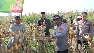 Panen Jagung Kwartal III Polres Serang Tembus 274 ton