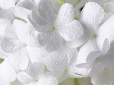 7 Puisi Singkat tentang Bunga Melati, Simbol Keindahan dan Kesucian