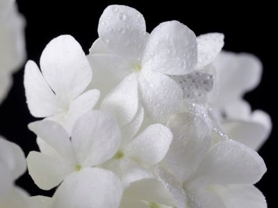 17 Caption Singkat tentang Bunga Melati dalam Bahasa Inggris yang Bikin Feed Makin Estetik
