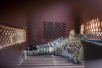 Macan Tutul Nyasar ke Hotel di Bandung, Berhasil Dievakuasi Setelah 3 Jam