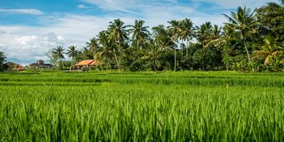 Inovasi JIAT Solusi Bagi Petani Padang Saat Musim Kemarau : Beikut Penjelasannya