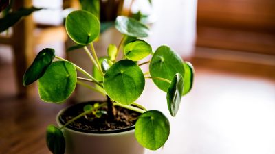 Menemukan Keberuntungan Melalui Tanaman Hias dalam Budaya Fengshui