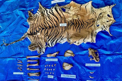 Polda Aceh Tangkap Pemburu Kulit Harimau, Jaringan Perdagangan Satwa Liar Terbongkar!
