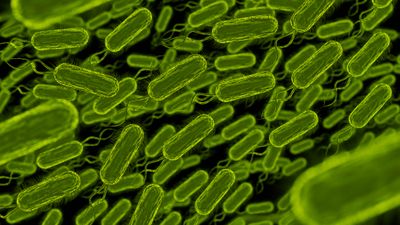 Mengenal Salmonella, Bakteri Berbahaya yang Bisa Mengancam Jiwa
