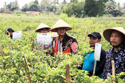 Manfaatkan Danais DIY, Warga Banyurejo Sleman Sukses Panen Cabai dan Semangka Raup Rp 77 Juta