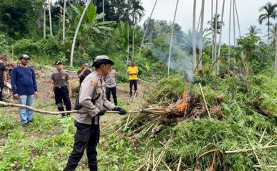 Polres Bireuen Musnahkan Dua Hektare Ladang Ganja, Satu Pelaku Diamankan