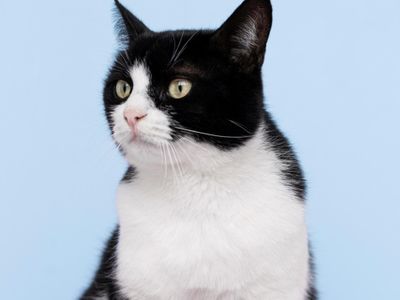 17 Caption Singkat tentang Kucing yang Bikin Feed Instagram Kamu Penuh Keceriaan