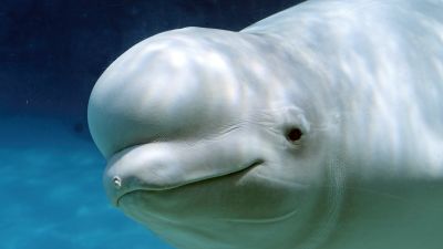 30 Paus Beluga di Marineland Terancam Eutanasia Karena Krisis Dana