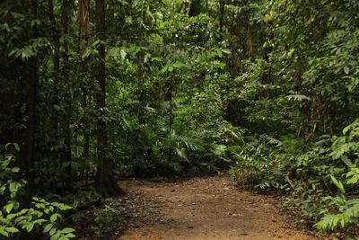 Satgas PKH Bongkar Pembalakan Liar Hutan di Gresik, Kerugian Negara Capai Rp239 M