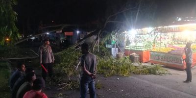 Pohon Tua Tumbang Timpa Warkop, Lalu Lintas Sempat Macet