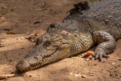 5 Arti Mimpi Dimakan Buaya menurut Primbon Jawa, Pertanda Apa?
