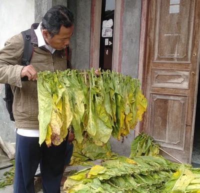 Tembakau Krosok Kian Diminati Pabrikan Rokok