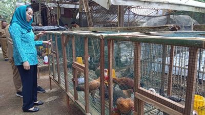 Bantuan Ayam Ternak Perkuat Ketahanan Pangan dan Cegah Stunting di Magelang