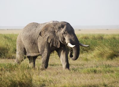 5 Arti Mimpi Melihat Gajah Menurut Islam, Pertanda Rezeki?