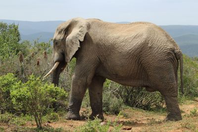 5 Arti Mimpi Terinjak Gajah Menurut Primbon Jawa, Pertanda Apa?