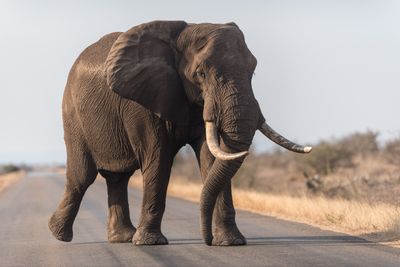 Rahasia Belalai Gajah Terkuak: Ribuan Kumis dengan Teknologi Super Canggih di Ujung Hidung