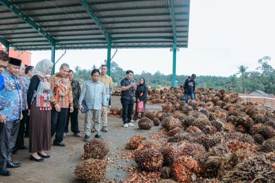 Pabrik Kelapa Sawit Beroperasi di Lampung Timur, Pemprov Dorong Penyerapan Tenaga Kerja dan Perkuat Perekonomian Daerah