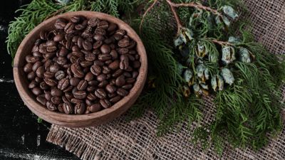 Kopi Luwak: Kekayaan Budaya dan Lingkungan dalam Secangkir Kopi