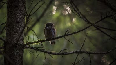 Menyelami Kebiasaan Tidur Burung: Pola dan Manfaatnya