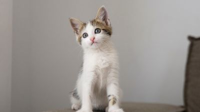 Mitos dan Kepercayaan Tentang Kucing di Berbagai Budaya
