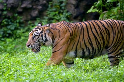 5 Arti Mimpi Harimau Masuk Rumah Menurut Primbon Jawa, Pertanda Apa?