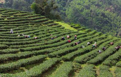 6 Menu Favorit Cha Co Minuman Kekinian yang Bikin Kamu Serasa di Kebun Teh Berusia 180 Tahun