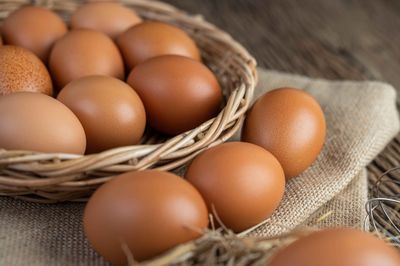 Sultra Salurkan 8.040 Bibit Ayam Petelur, Siapa yang Bisa Mengajukan?