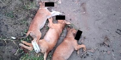 Komplotan Potas Anjing di Bitung Tinggalkan Mobil, Kabur dari Kejaran Warga