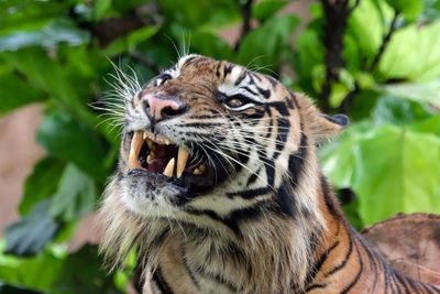 Harimau Muncul di Pelalawan, BBKSDA Riau Langsung Gerak Cepat