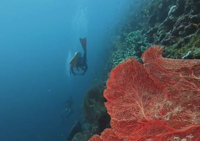 Labengki vs Wakatobi: Dua Surga Laut Sulawesi yang Berebut Hati Wisatawan