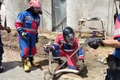 Evakuasi Ular Sanca di Thehok, Damkar Kota Jambi Amankan dari Gorong-gorong Warga