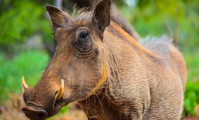 5 Arti Mimpi Dikejar Babi Hutan Menurut Primbon Jawa, Pertanda Apa Ya?