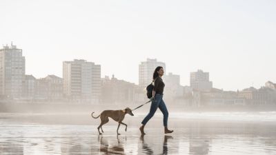 Mengungkap Makna Mimpi Dikejar Anjing: Simbolisme dan Emosi Tersirat