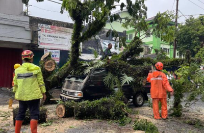Pohon Tumbang di Jalan Prof. Moch. Yamin Kota Malang Sudah Dievakuasi