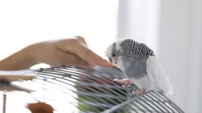 Meningkatnya Kasus Flu Burung di Indonesia: Pemahaman dan Tindakan Pencegahan