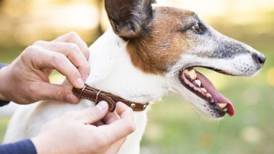 Mengenal Rabies: Bahaya, Penyebaran, dan Pencegahannya