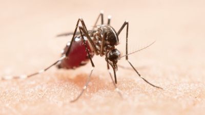 Memahami Malaria: Penyebab, Gejala dan Upaya Pencegahan di Indonesia