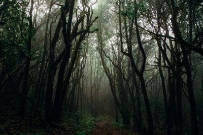 5 Hutan Paling Angker di Jawa Timur, Mitosnya Bahkan Terdapat Pasar hingga Kerajaan Setan