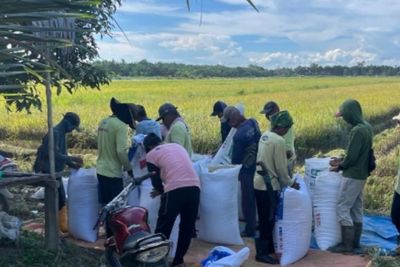 Serap Beras Petani, Bulog Sebut 1.900 Ton Beras Telah Terserap