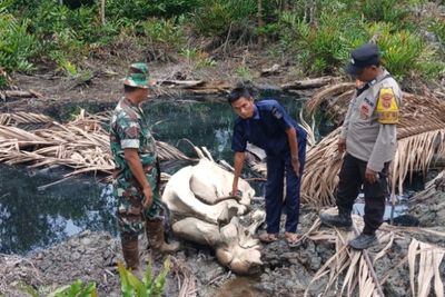 Penemuan Tulang Berukuran Besar Hebohkan Warga Tanjab Barat