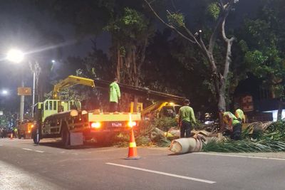 Distamhut Lakukan Peremajaan Pohon di Kawasan Pondok Indah Demi Keselamatan Warga