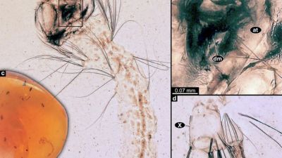 Penemuan Fosil Larva Nyamuk Tertua: Cretosabethes primaevus dari Myanmar