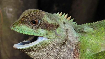 Penemuan Spesies Kadal Baru di Vietnam: Acanthosaura grismeri